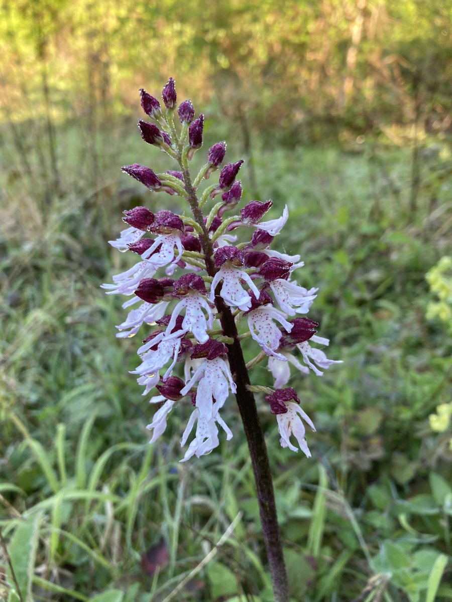 These Lady Orchids have just got going in ⁦<a href="/KentDownsNL/">Kent Downs National Landscape</a>⁩. Aren’t they beautiful ⁦<a href="/ukorchids/">Wild Orchids UK & Ireland</a>⁩. Photos were taken today on a lovely sunny and dewy morning. ⁦<a href="/BBCRadioKent/">BBC Kent</a>⁩ ⁦<a href="/bbcsoutheast/">BBC South East</a>⁩ ⁦<a href="/BBCSpringwatch/">BBC Springwatch</a>⁩ ⁦<a href="/bbcweather/">BBC Weather</a>⁩ ⁦<a href="/itvmeridian/">ITV News Meridian</a>⁩.