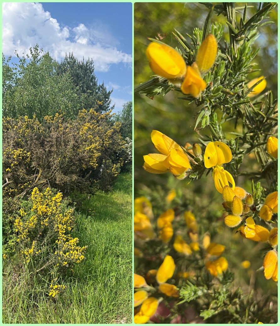 #WildFlowerHour #HedgerowChallenge Gorse forming a hedge along a ditch in the #Suffolk #Brecks.