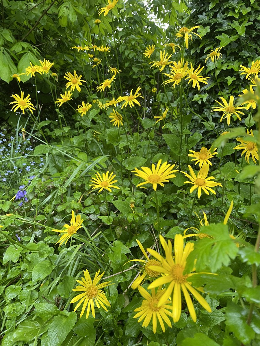 Doronicum  #WildflowerHour HedgerowChallenge