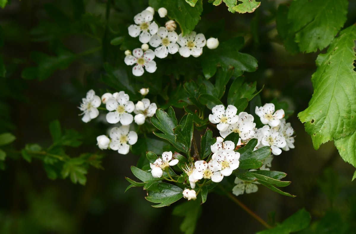 Hawthorn at Lakeside Country Park this evening. #HedgerowChallenge #WildflowerHour