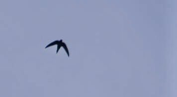 What a joy: I've just spotted the first #swifts of the year! 🐦🤩They are always very welcome heralds of #spring to me.🌱🌞 #Mauersegler #Frühling