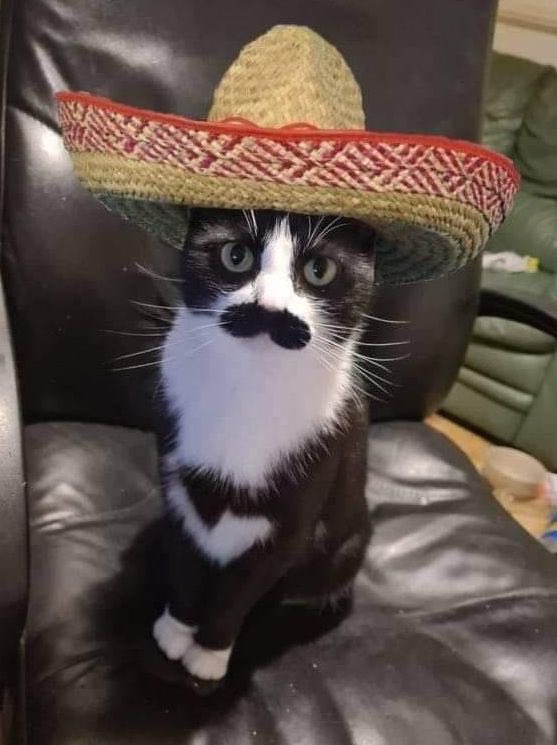 happy Cinco de Mayo to those who celebrate