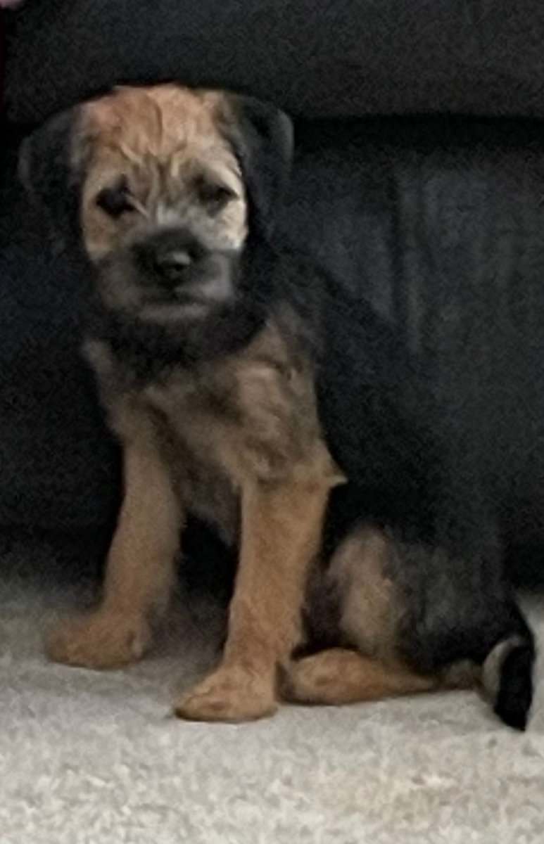 Getting Big!
Twitter
#borderterrierposts #btposse #borderterriersarethebest #borderterrierlove #borderterrierofinsta  #borderterrierpuppies #borderterrierpuppy #borderterrierlovers #borderterrierlover #borderterrierswithattitude  #bt  #btposseofinstagram #borderterrier