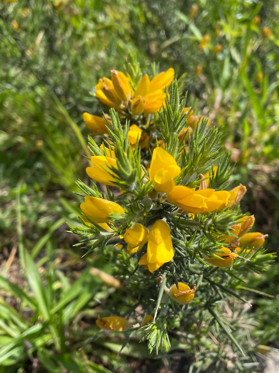 Gorse #wildflowerhour #hedgerowchallenge