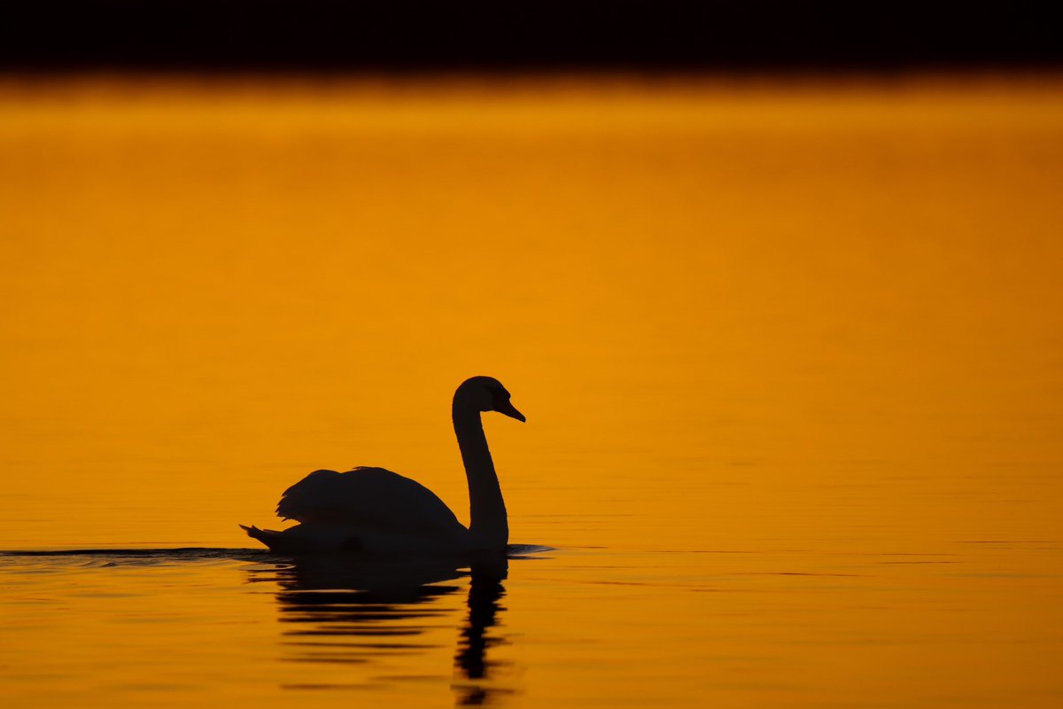 🧡🧡 Good Night, my beautiful Friends 

💛 Orange Swan Beauty

💜 Choosing to associate with positive, optimistic people will accelerate our positive growth.
-Dan Miller 💜

#quoteoftheday #quote #quotes #motivation #inspiration #wisdom

📸Pixabay