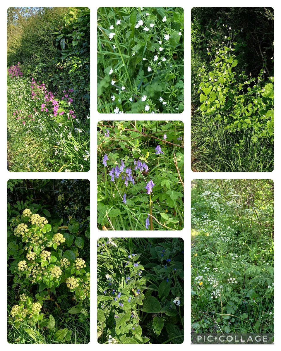 A few from Colwyn Bay for this week's #wildflowerhour #HedgerowChallege Honesty and Three-cornered leek, Greater stitchwort, Garlic mustard, Alexanders, Bluebells, Cow parsley and Green alkanet @wildflower_hour @Love_plants @BSBIbotany @BSBICymru @WildFlowerSoc @WildaboutPlants