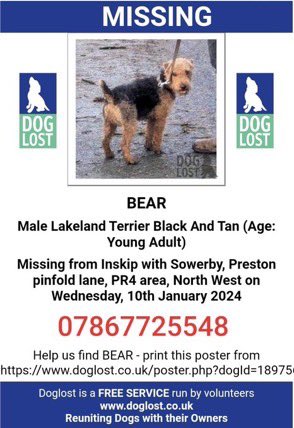 Join us every Sunday from 8-9pm for #stolendoghour 
An hour dedicated to tweeting for missing dogs like Bear . 
Missing from the  Preston #PR4 area since January 2024 💔
Have you seen this boy? 
Let’s help get him home 💕🐾
#BringBearHome 
#dogs #LakelandTerrier #NorthWest