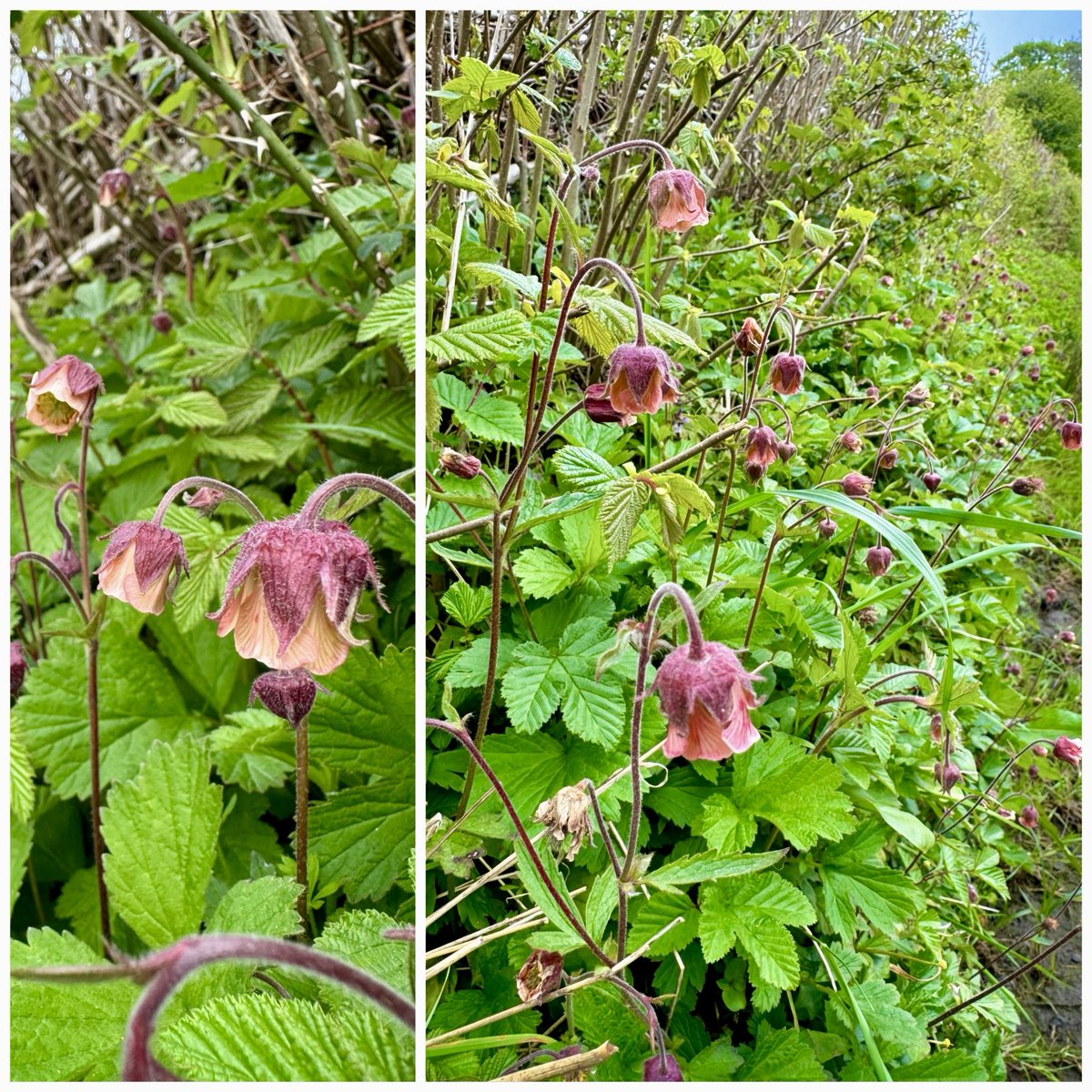 Striking display of Water Avens (Geum rivale) on the roadside in #lancashire for #hedgerowchallenge #wildflowerhour ⁦@BSBIbotany⁩