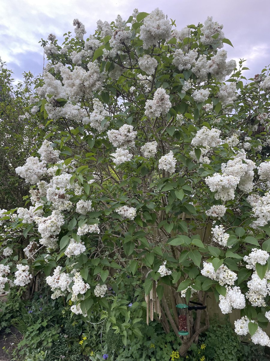 Lilac time. Such a glorious scent in the early evening.