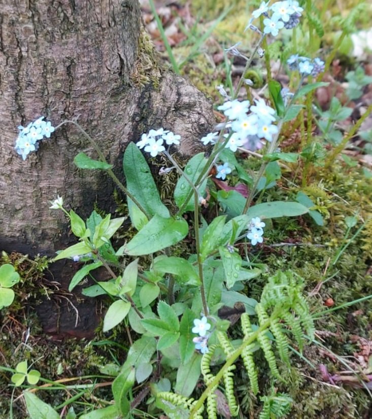 Found some Forget Me Not, at the end of a hedge, on today's walk #WildflowerHour #HedgerowChallenge