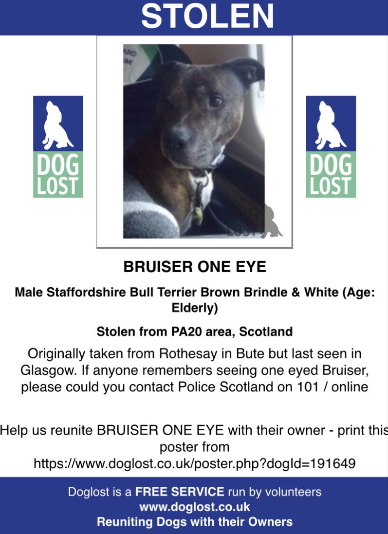#StolenDogHour BRUISER ONE EYE male #SBT BROWN BRINDLE/white ELDERLY 🚨#Stolen🚨 #Rothesay #BUTE LAST SEEN IN #Glasgow 🏴󠁧󠁢󠁳󠁣󠁴󠁿 15/12/22 Chipped doglost.co.uk/dog-blog.php?d… @DT_Glasgow @Glasgow_Live @juliagarland73 @linda_kinnon @BitofDecorum @ruthwill64 @thedogfinder @alid2912
