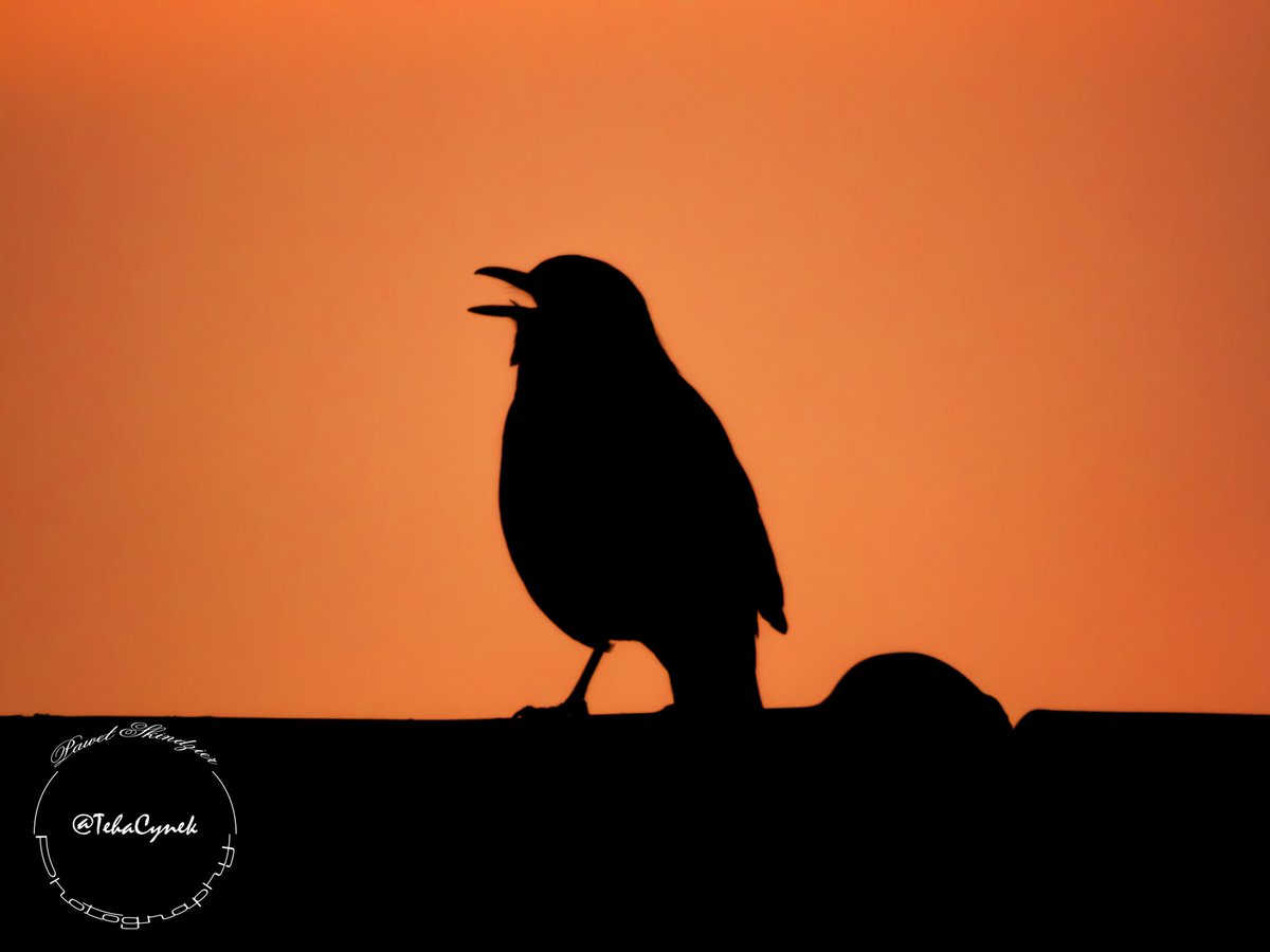 beautiful melody at sunset 🐦🎶
#wildlifephotography #photo #nature #wildlife #photography #nikon #p1000 #birds #birdphotography #zoom #nationalgeographic #naturephotography #camera