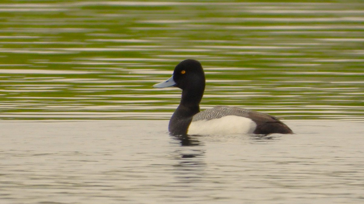 The drake Lesser Scaup at Ripple Pits this evening. A superb find by Gavin and just the third county record. Also my third in Worcestershire but the first time I've twitched one 😉 #WorcsBirds