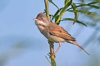 Parkwood Springs did us proud on International Dawn Chorus Day today. 

Thank you so much to John and Anne Robinson from Sheffield RSPB who introduced our 26 strong party to 25 bird species (plus pipistrelle bats and rabbits)