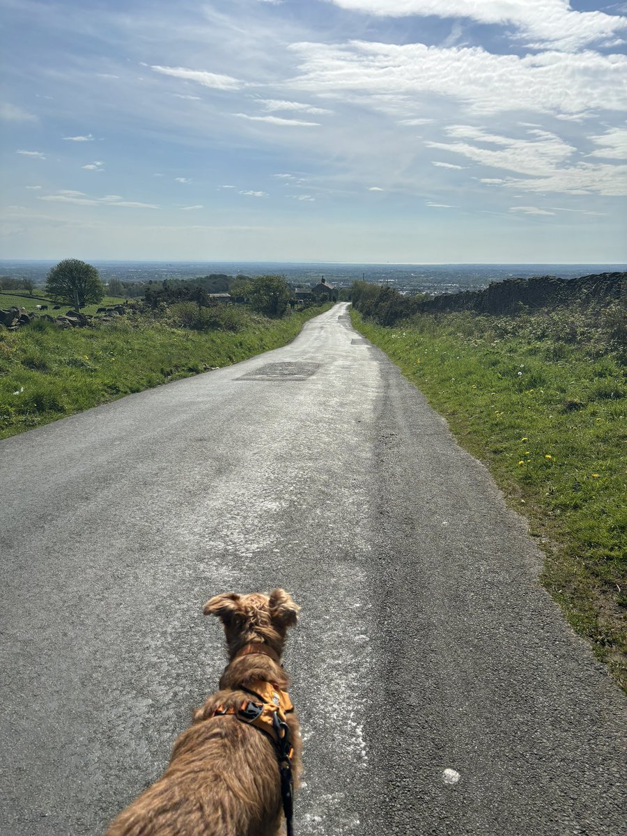 Big walk at Longridge today. You can see the sea from up here. Hope you all good #BankHolidayWeekend #Sunday #dogsoftwitter #ribblevalley