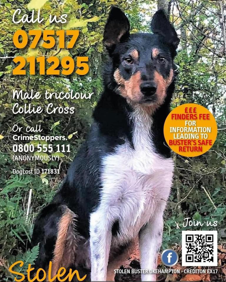 #StolenDogHour 
Starts 12/5/24 
8-9pm

BUSTER STOLEN 5/12/21 
From the #farm where he lived in #Crediton #MidDevon 

Not a day goes by he’s not thought about. Very distinctive Tri-colour #Bordercollie markings 

doglost.co.uk/dog-blog.php?d…

@JacquiSaid @thedogfinder @juliagarland73