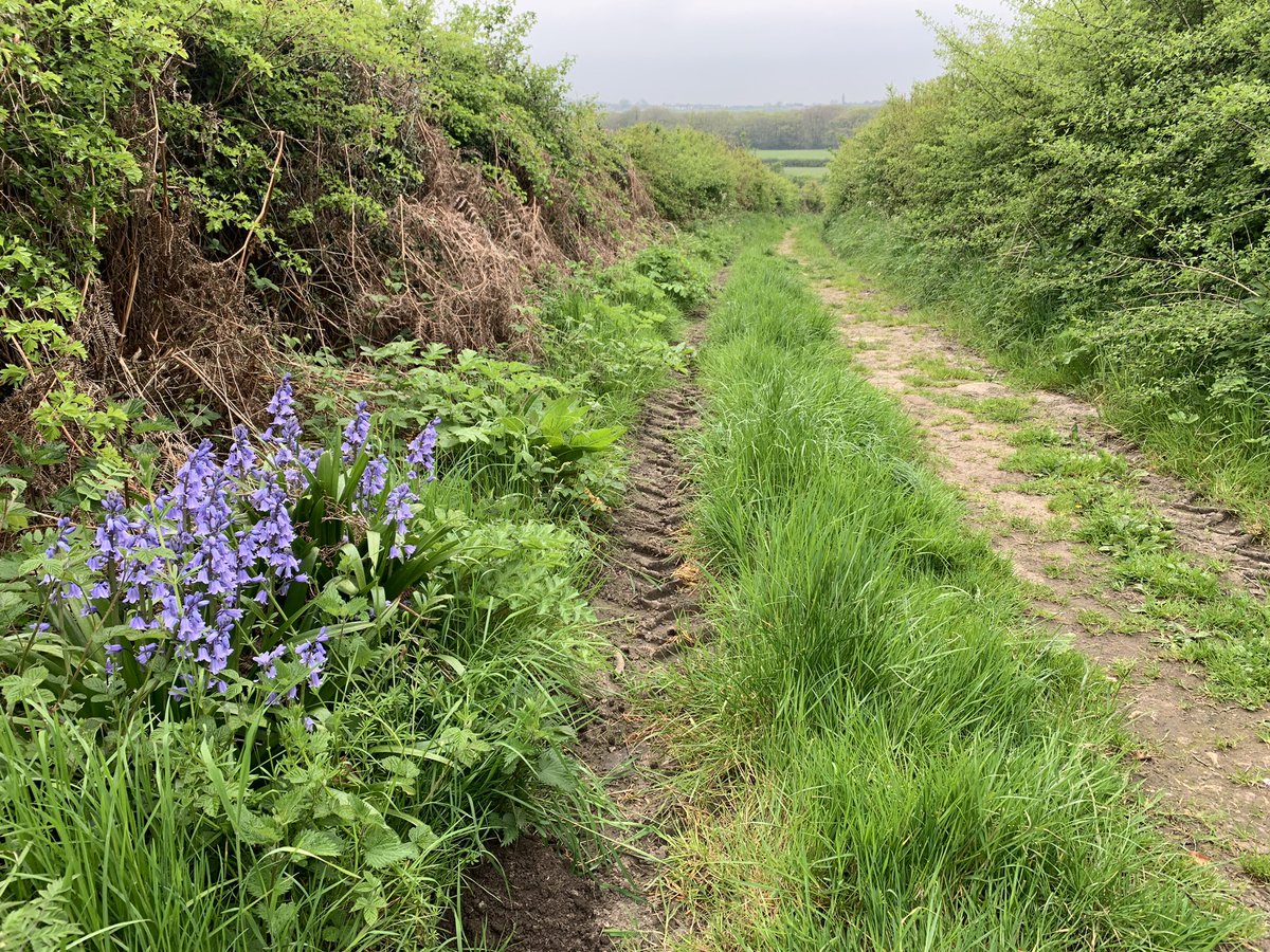 Tucked into the hedgerows, a splash of colour from Bluebell and Spanish Bluebell for the #wildflowerhour #HedgerowChallenge. But the real treasure was a carpet of blue in the @WildSheffield woodland behind. A joy to find a new #bluebell wood this week