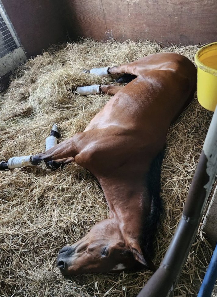 'This winning lark is exhausting!' Juulstone, catching some well-deserved Zs😴 Keri mentioned that Juulstone could very well be the first American Pharoah to win over hurdles! #Winner #AmericanPharoah 🏇