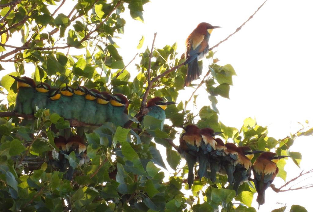 Realised the Ventotene dream this evening...an amazing Bee-eater roost!! 50+ birds in total. Magical 😍 So good I actually cried