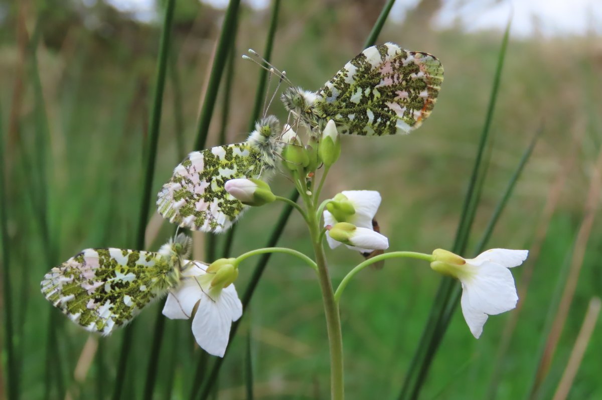 A trio of Orangetip #butterflies on Lady's smock. #wildflowerhour