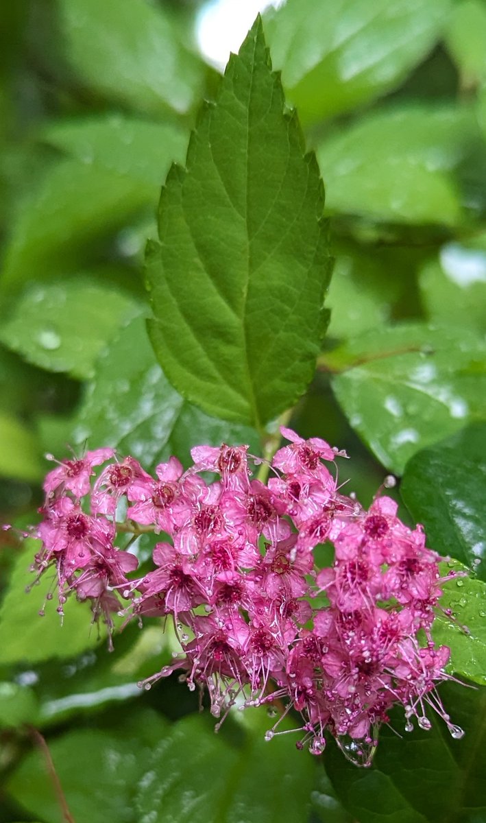 Japanese Meadowsweet (I think)

#flowerphotography #flowersofx #flowers #meadowsweet #pink