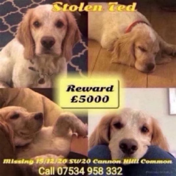 Join us every Sunday from 8-9pm for #stolendoghour 
An hour dedicated to tweeting for missing dogs like Ted 💔
Ted was stolen on 15th December 2020 from Cannon Hill Common near #Morden #London #SW20. Please help get Ted back home 🙏 #stolendog 
#bringtedhome #spaniel