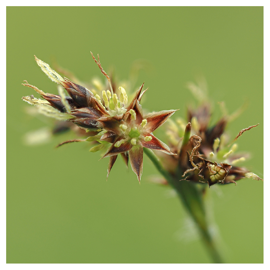 Hairy Woodrush, Luzula pilosa. #wildflowerhour