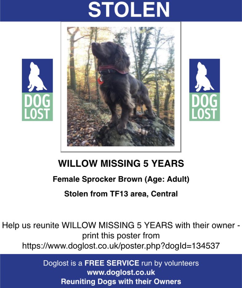 #StolenDogHour WILLOW she’s still not home WHAT WILL IT TAKE FOR YOU TO RETURN HER? We know you’re reading our posts/tweets YOU KNOW YOU HAVE HER NEXT TO YOU pls just let her come home #STOLEN from garden #TF13 Brown #sprocker CHIPPED/SPAYED 17/9/18 doglost.co.uk/dog-blog.php?d…