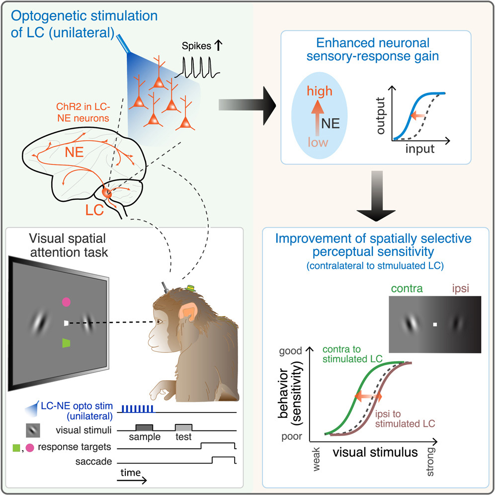 Locus coeruleus norepinephrine contributes to visual-spatial attention by selectively enhancing perceptual sensitivity: cell.com/neuron/abstrac… Optogenetic activation of locus coeruleus norepinephrine neurons improved monkeys’ contralateral stimulus detection.