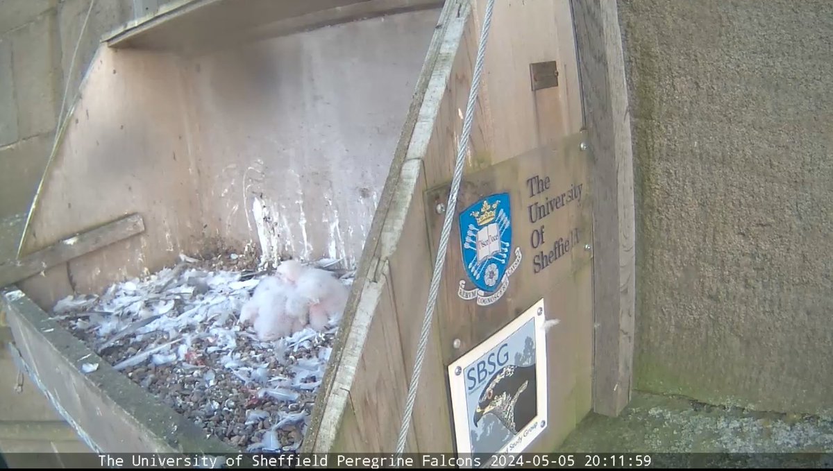 Things got pretty minging today over at chez @SheffPeregrines