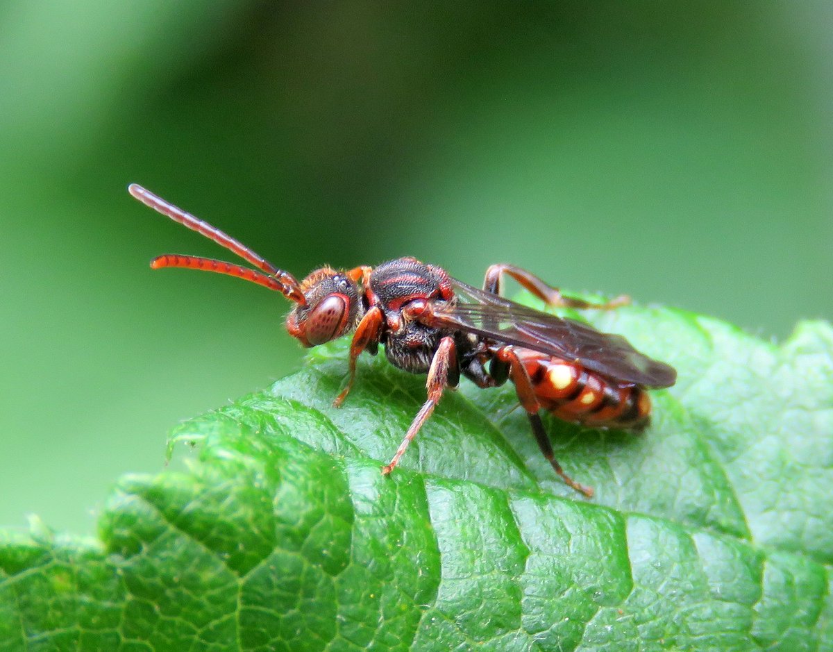 May is the best time of year for seeing wasp-like nomad bees. They can be especially common in woods, along hedges, heathland & brownfield sites. A new test key to the 39 British spp has just been released bwars.com/sites/default/…. Feel free to test it out and give me feedback.