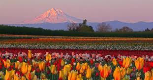 @TonytheTiger57 I recommend the Wooden Shoe tulip festival in Canby Oregon. You can even learn to make wooden shoes and the flowers are incredible.
