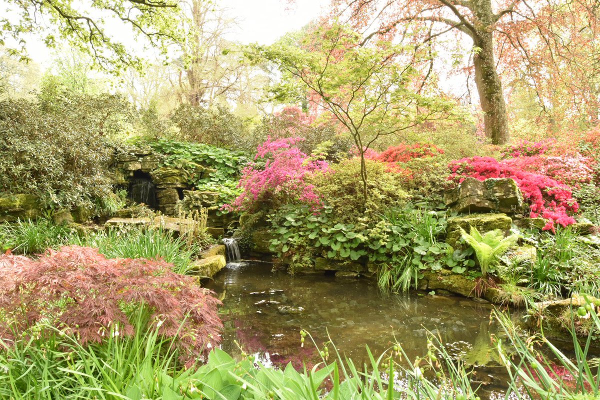 New on the blog: I spent a glorious day exploring #ExburyGardens and having a ride on their #steamrailway - such a brilliant Spring garden full of colour #gardenblog #blog #rhododendrons #springgarden #taplink blackberrygarden.co.uk/2024/05/a-day-…