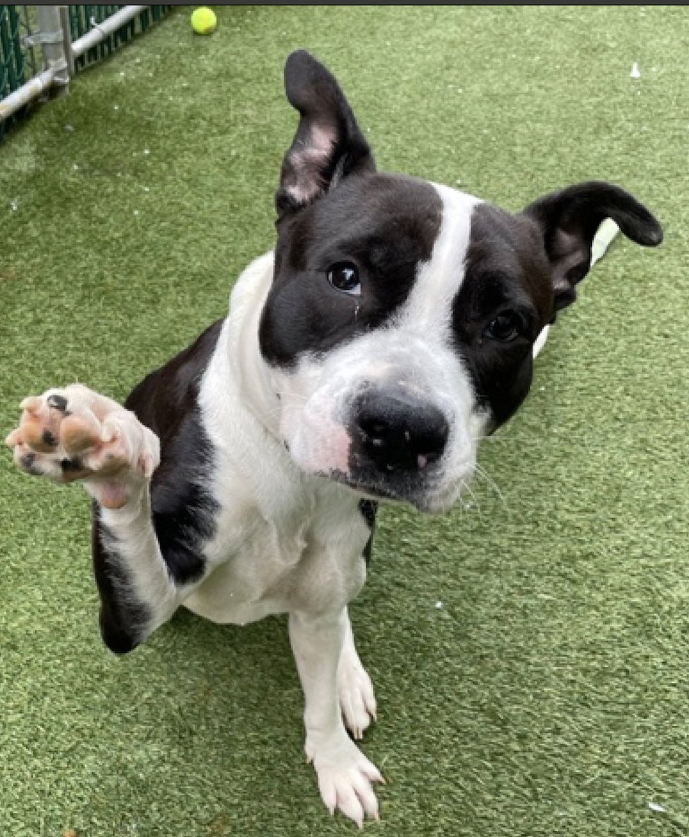 🍪🥛🍪 COOKIES 'N CREAM #PuppyOfTheDay