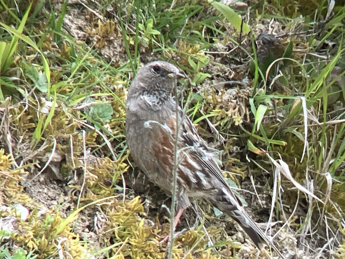 Alpine Accentor, Pitstone Quarry this afternoon with @pcashmore53, I wasn’t expecting to see this after a day out at Hatton Country World