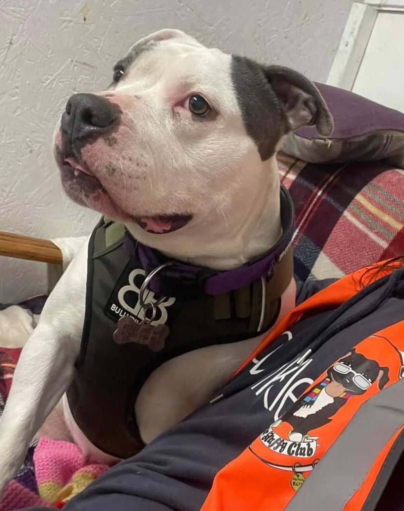 Dotty doodles here enjoying some love n cuddles with me aunty 😁 I is a chunky staffy girl, love being in company but can get spooked some times so need me hooman close to look out for me 😊 I is currently being assessed but will soon be looking for me pawfect furever home 🏡 DD