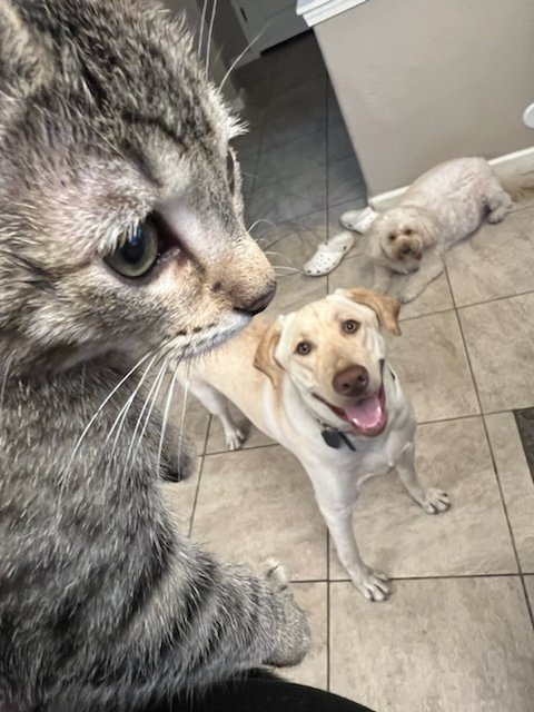 maybellinebook.com Leo the Lab report: My adopted baby brother Ziggy the Kitty is getting big so fast. I hope he doesn't get bigger than me. He's already pretty aggressive. Happy Cinco De Mayo Ziggy. #CincoDeMayo #CincoDeMayo2024 #CincoDeMay #Labrador #kittenzilla #momlife