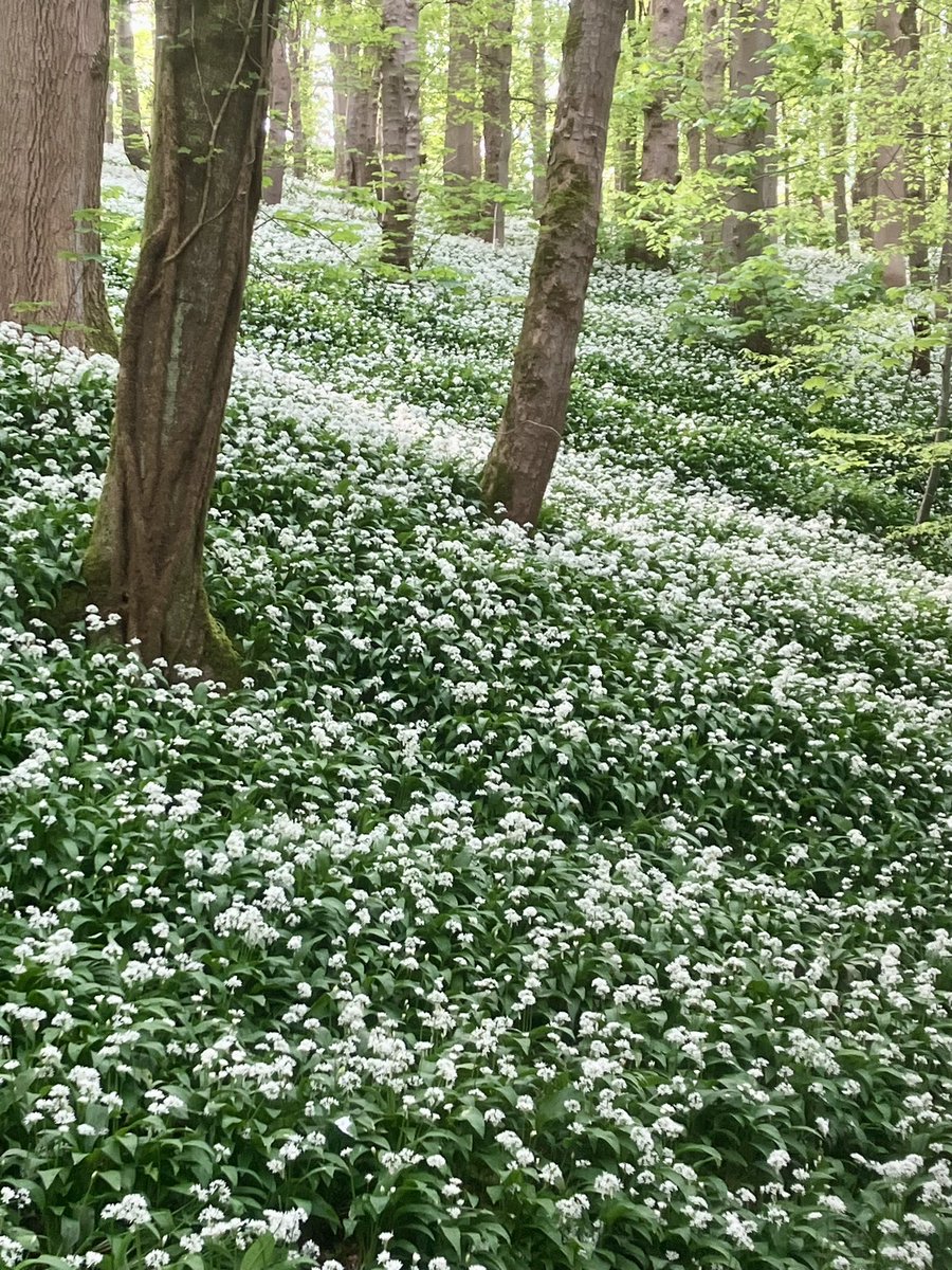 A huge drift of Ramsons / Wild Garlic at @WoodlandTrust’s Castle Woods, Skipton, North Yorkshire earlier today - from a weekend’s foray over t‘border.