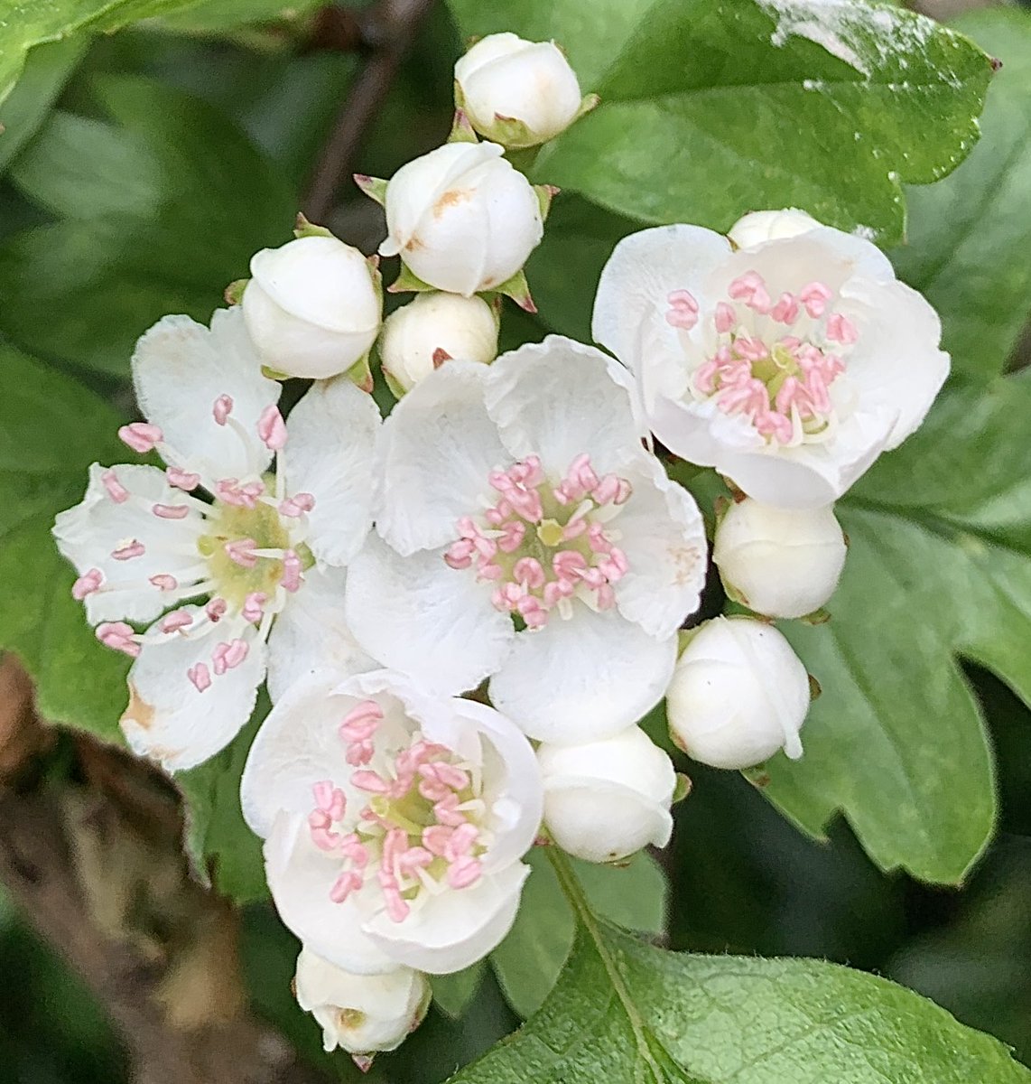 For #WildflowerHour #HedgerowChallenge here’s Hawthorn getting ready for ages as it’s been so chilly here… then, ta-da! 🎉 lots of bees too.