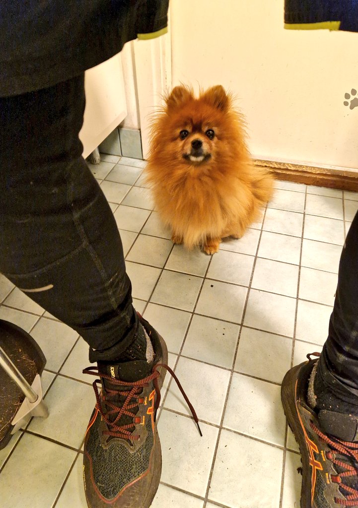 - Kun iskä tulee lenkiltä pitää tarkistaa ettei sen pyrstöön ole tarttunut metsässä mitään 🐶 #pomeranian