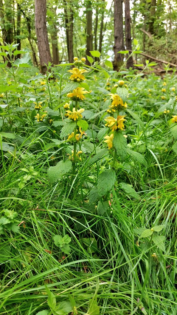 An absolute favourite. Yellow archangel displaying bright yellow & popular bee restaurants in Hindolveston, Norfolk #wildflowerhour