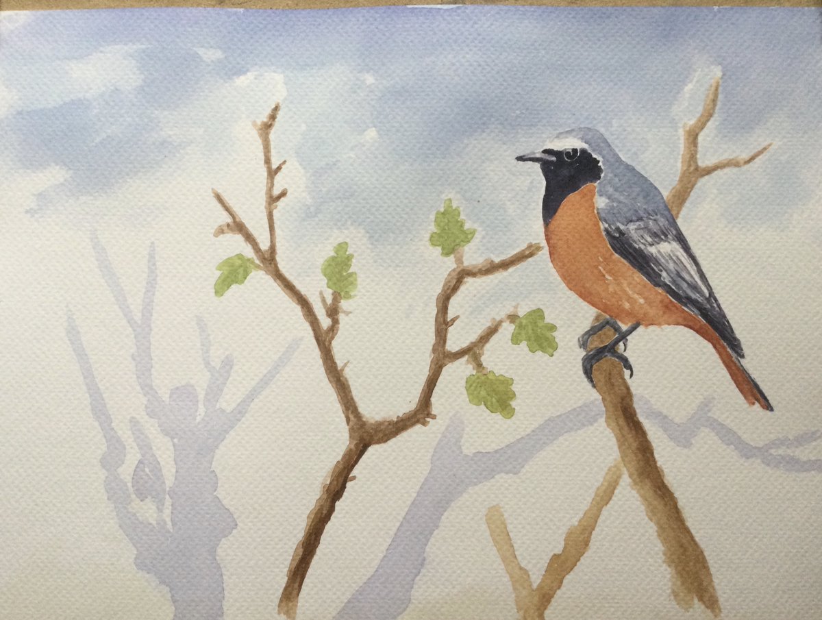 Quite a few redstarts up past Bolam lakes yesterday, in the unmanaged small wooded areas they love, watercolour sketch. Have a good evening all 🙏👍