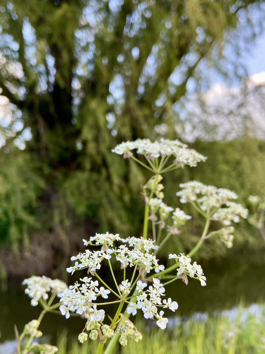 Cow Parsley growing along the stream in our village. #wildflowerhour #flowerphotography