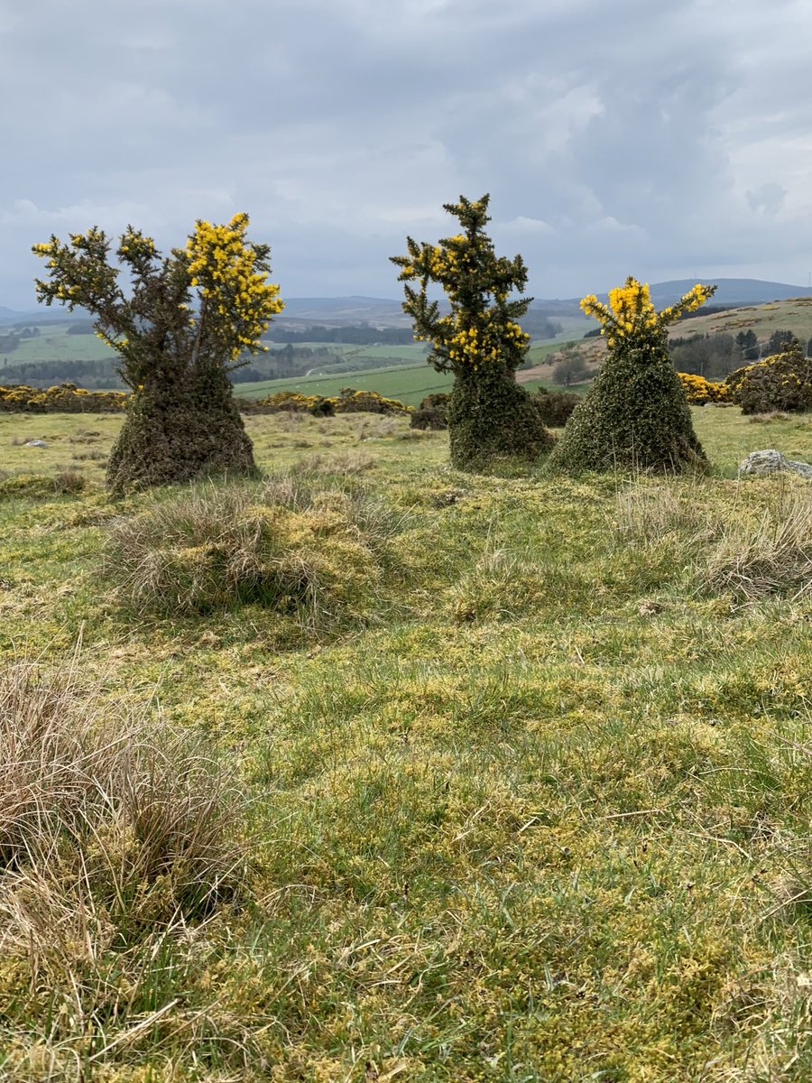 An exuberant trio of gorse bushes at Raedykes, Kincardineshire. #wildflowerhour
