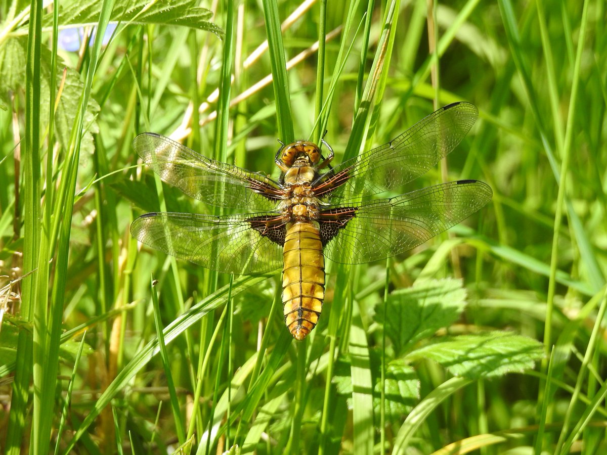 My first dragonfly of 2024 was this Broad-bodied Chaser that had just emerged from the garden pond @BDSdragonflies