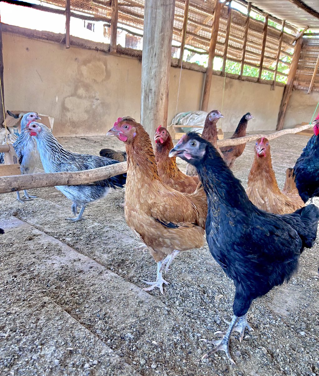 Raising Chicken For Sustainability

Did you know that raising chicken can be a powerful tool for sustainable living? 

Here are just a few reasons why: Thread 🧵 

#Sustainability #chickenkeeping #Backyardchickens #Greenliving #Ecofriendly