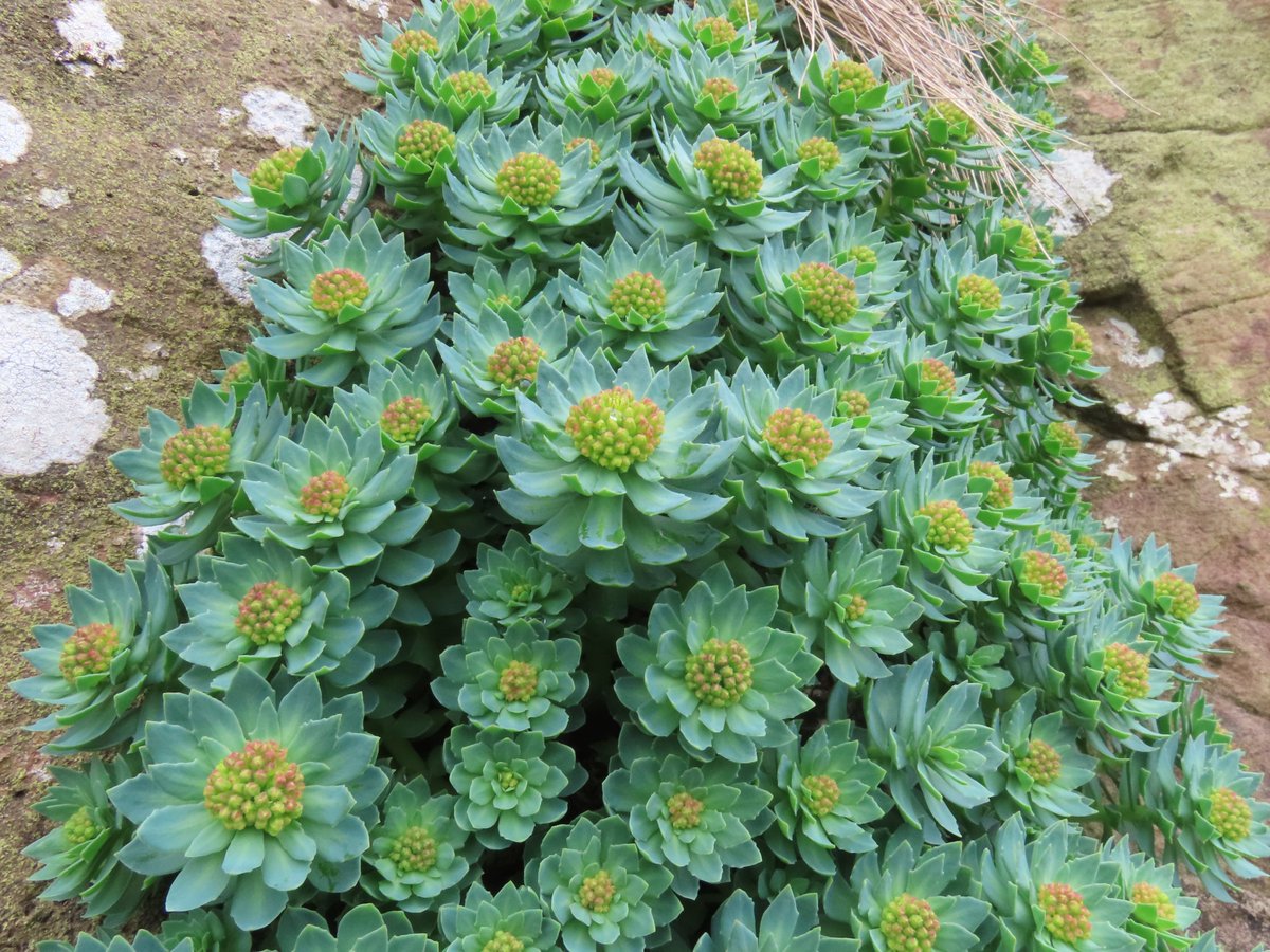 _Stickybeak's tweet image. Went to check our favourite patch of Roseroot today - from bare gnarled stems last visit, it has burgeoned into a wonderful display of blue-green rosettes with golden flowers just beginning to open #WildflowerHour