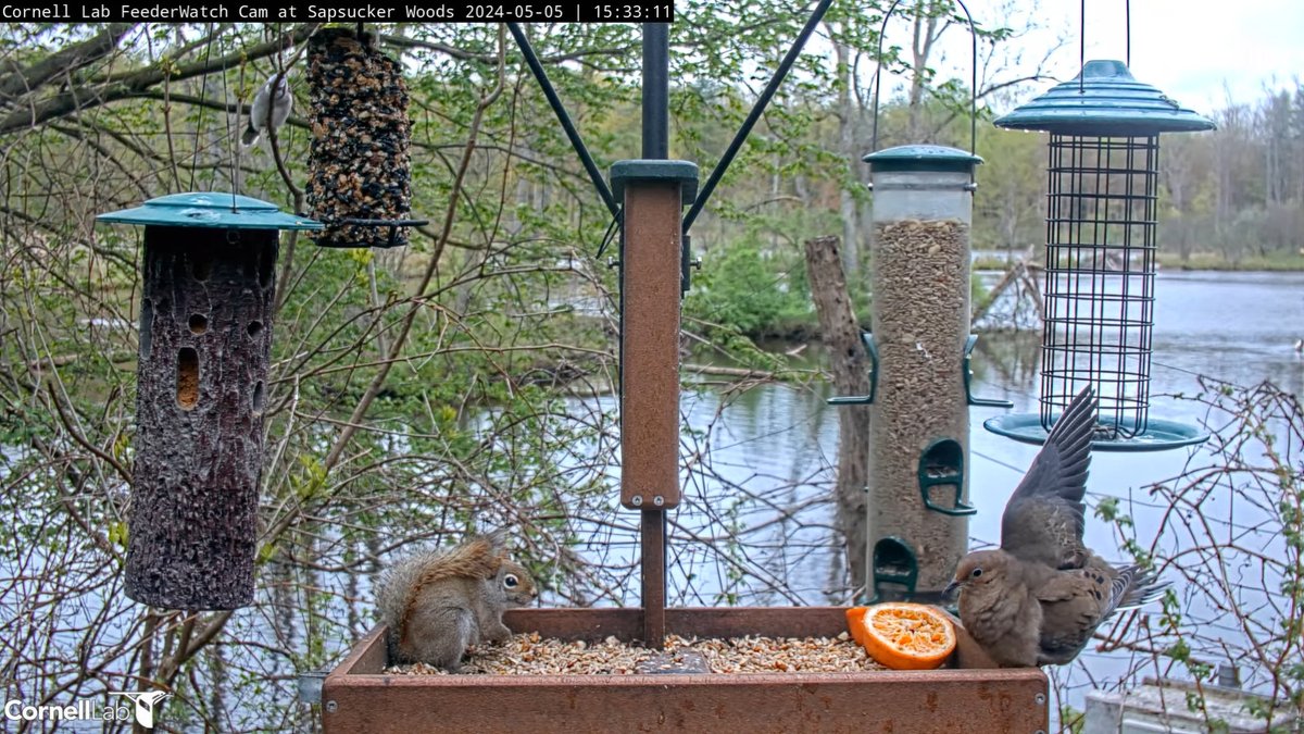 15:33, 5/5 Mourning Dove takes a defensive stance with the squirrel on the patio #cornellfeeders