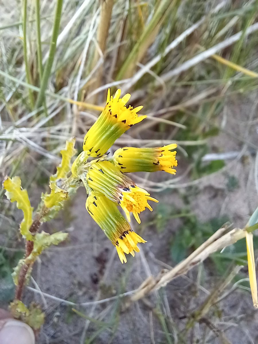 What a place @ntsandscalehaws is. Even the Groundsels are special, and especially attractive. Senecio vulgaris ssp denticulatus, with it's ray florets. I have many favourite dune plants and this is one of them. #WildflowerHour