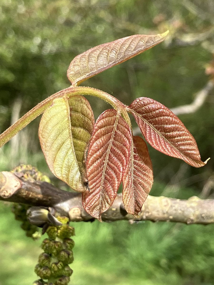 #wildflowerhour Walnut flowers at Warwick Uni at Wellesbourne while doing my bird survey